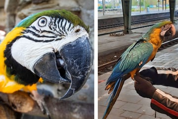 Papagei flattert auf Bahnsteig davon: Polizei sperrt Gleise