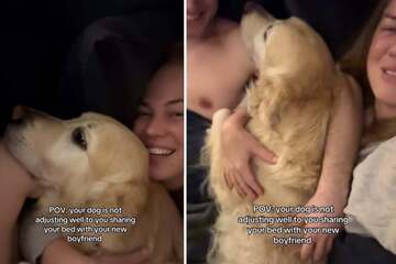 Dog has sassy reaction to owner's boyfriend in bed: "One of us has to move"