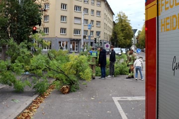 Bäume entwurzelt, Dächer abgedeckt: Sturmtief "Luise" wütet im Südwesten