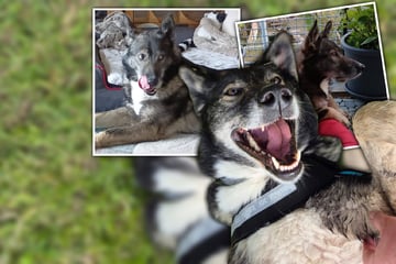 Kumpel für Kalle gesucht: Wer gibt dem Powerhund eine Chance?