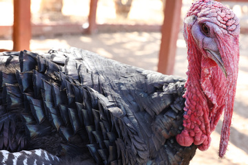 A gang of wild turkeys is terrorizing citizens of a small Massachusetts town