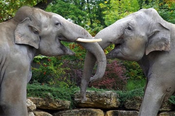 Wegen zwei Elefanten: Tierpfleger im Leipziger Zoo in Alarmbereitschaft