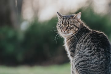 Kuriose Diebstahl-Aktion: Postbote klaut Katze