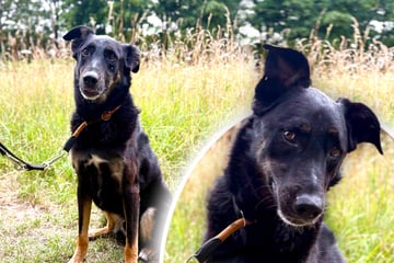 Hund vier Jahre lang nicht Gassi geführt: Gibt es endlich ein Happy End für Balu?