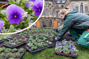 Dresden: Tausende Narzissen, Tulpen, Kaiserkronen: Im Großen Garten sprießt der Frühling