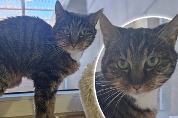 Katze Moni kämpfte sich zurück ins Leben: Jetzt sucht sie ein Zuhause