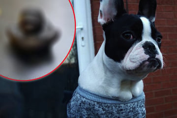 Unglaublicher Fund: Was diese Bulldogge verschluckt, lässt selbst Ärzte staunen