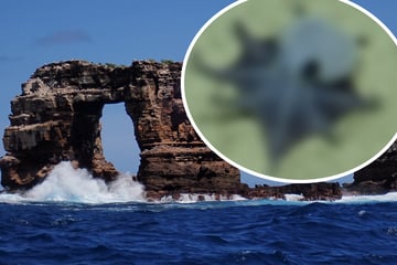 "Noch nie gesehen": Forscher stoßen in Tiefsee auf mysteriöse Kreatur