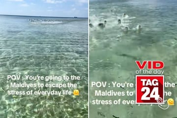 Viral Video of the Day for January 16, 2026: Woman gets "attacked" by school of fish in Maldives