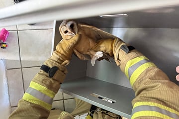 Tierische Rettungsaktion mit Happy End: Eule steckt in Schornstein fest