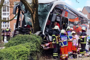 Schwerer Frontalcrash: Linienbus fährt gegen Baum, Fahrer eingeklemmt