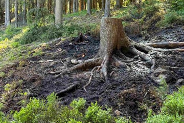 Waldbrand in der Sächsischen Schweiz: Katastrophe kann verhindert werden