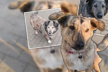 Fehlstellungen und Mangelernährung: Süßes Mutter-Sohn-Duo sucht gemeinsames Zuhause