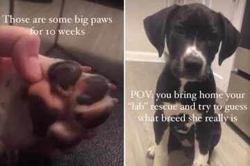 Dog owner thinks she is rescuing a Labrador puppy – soon she finds out the bizarre truth!