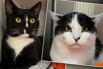 Katzen hatten leider riesiges Pech: Jetzt träumen sie von einem Neuanfang