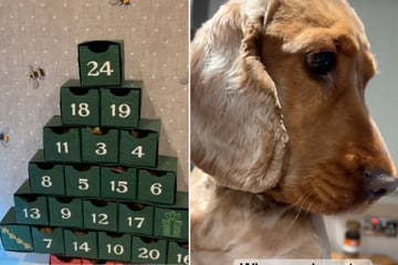 Faszination Adventskalender: Hund Milo ganz enttäuscht - nur ein Leckerli am Tag?!