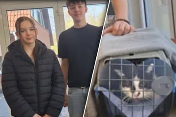 Katze Perla verschwindet auf Autobahnparkplatz: Wiedersehen mit Familie nach elf Jahren