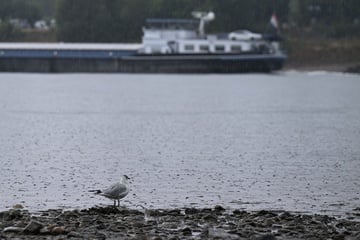 Kaum Sonne und immer wieder Regen in NRW: Was das für die Waldbrandgefahr bedeutet