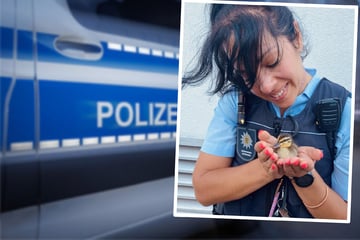Piepsen aus dem Gully: Polizei rückt zu zuckersüßem Einsatz aus