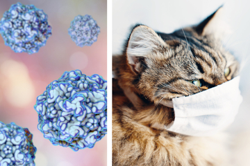 Katzenseuche ausgebrochen: Hochansteckendes Virus zwingt Tierheim zur Schließung