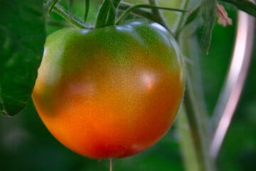 Das solltest Du zu Grünkragen an Tomaten wissen