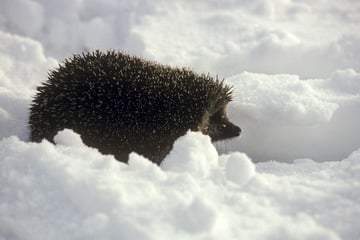 Unerwartete Sichtung: Warum ist ein Igel im Februar wach?