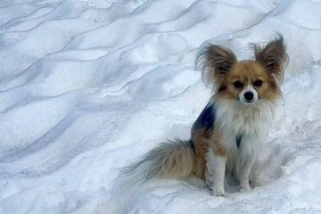 Fallen hiker in Alpine crevasse rescued – by a Chihuahua!