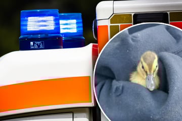 Kurioser Einsatz im "Enten-RTW": Kleine Familie in Not ruft Retter auf den Plan