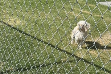 Trauriger Hund in Park ausgesetzt - statt ihm zu helfen, machen alle nur Fotos!