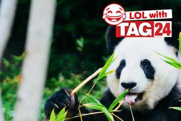 Joke of the Day for May 7, 2025: An awesome animal joke to get your funny on