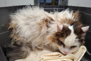 Besitzer ernährt ihn nicht mit Katzenfutter: Tierretter entsetzt über Gewicht von Kater