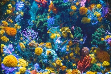 Court blocks Trump's push for commercial fishing in federally protected area