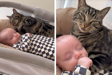 Katze kuschelt sich an Baby: Doch dann hat sie ein Problem