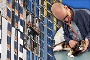Katze stürzt aus 15. Stock und erleidet heftige Verletzung: Erst drei Tage später wird ihr geholfen