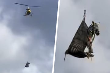 Wenn Zebras fliegen: Auf diese irrwitzige Art wird Ausreißer "Ed" wieder nach Hause gebracht