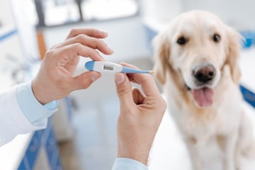 Dog fever symptoms and treatment: How to tell if a dog has a fever
