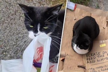 Traurige Katze sitzt einsam in einer Gasse - als Mann die Wahrheit erfährt, cann er nur lachen