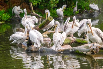 Vogelgrippe-Ausbruch im Zoo Leipzig: Alle Pelikane müssen getötet werden