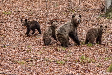 Baby bears get stuck when mama bear tries a daring rescue