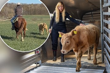 Abschuss in letzter Sekunde verhindert: So entging Ausbrecher-Kuh Arielle ihrem Todesurteil