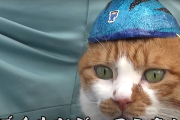 Auf Streife mit Kater Pitaro: Darum trägt diese Katze einen Helm