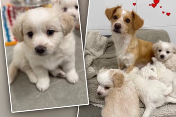 Überfordert: Besitzer geben ganze Rasselbande im Tierheim ab