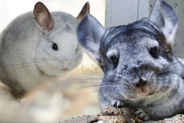 Besondere Bande am Start: Ist für diese Chinchillas ein Happy End in Sicht?