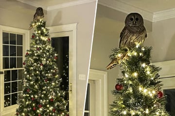 Owl flutters down the chimney to sit atop a Christmas tree in shocking footage!