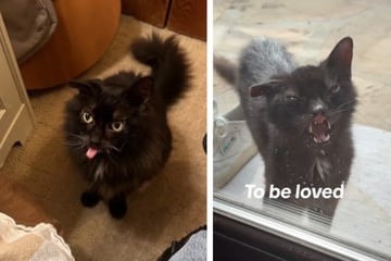 Cat Makes Surprising Transformation In New Home: "To be loved is to be changed"