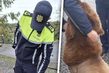 Polizisten jagen wilden "Löwen": Was sie dann finden, sorgt für Lacher