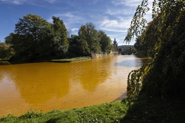 Dresden: Zwingerteich immer noch gelbbraun: Schlösserland macht sich langsam Sorgen