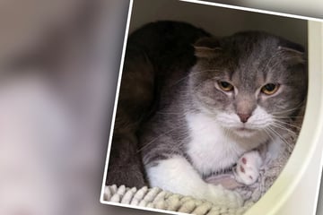 Kater wird von Artgenossin gemobbt: Tierretter hoffen, "dass er endlich ein schönes Leben führen darf"