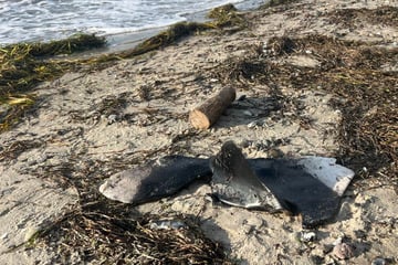 Gruselige Entdeckung an Ostseestrand: Umweltschützer finden abgetrennte Flossen