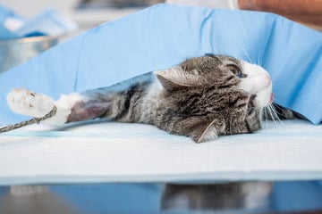 Zwei Katzen tot, eine schwer verletzt: Hat es jemand auf die Tiere einer Leipziger Familie abgesehen?